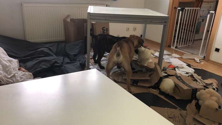 Welpen direkt nach Einzug nachts alleine schlafen lassen?-Beitrag-Bild