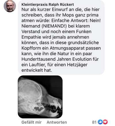 Brachycephale Hunderassen-Beitrag-Bild