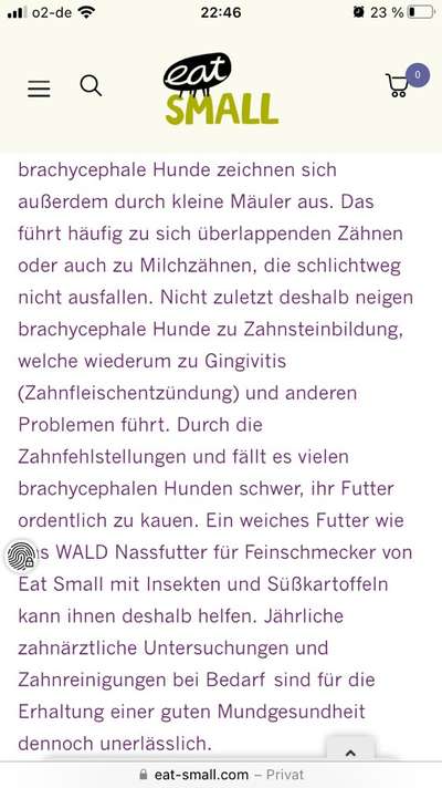 Brachycephale Hunderassen-Beitrag-Bild