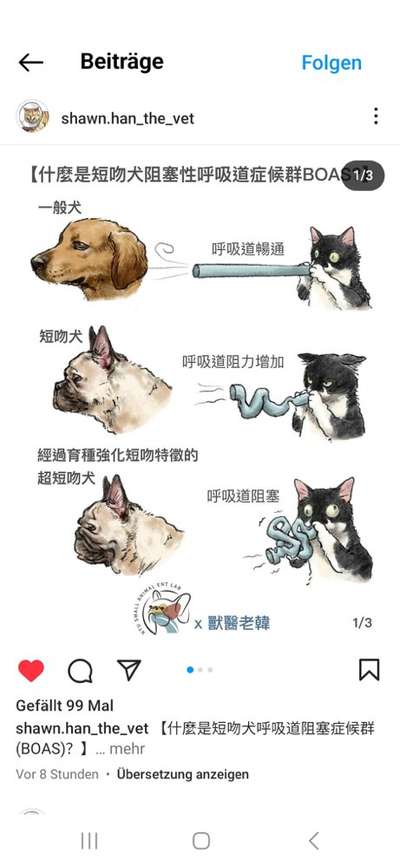 Brachycephale Hunderassen-Beitrag-Bild