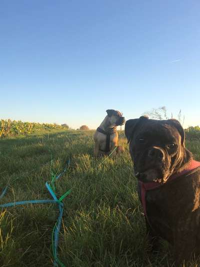 Ärgern/animieren zum spielen  des 2.hundes-Beitrag-Bild