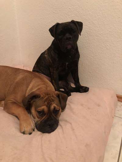 Brachycephale Hunderassen-Beitrag-Bild