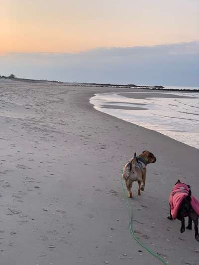 Erfahrungen mit Hund an der Ostsee-Beitrag-Bild