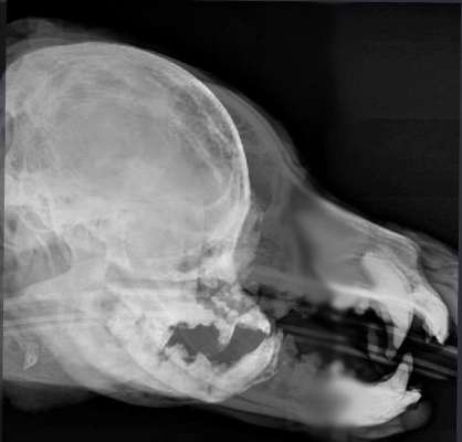 Brachycephale Hunderassen-Beitrag-Bild