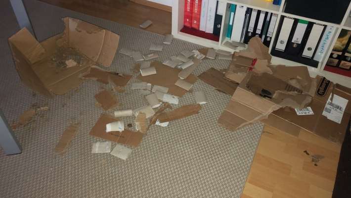 zu Grob beim Toben...-Beitrag-Bild