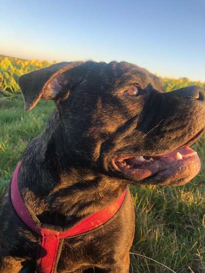 Brachycephale Hunderassen-Beitrag-Bild