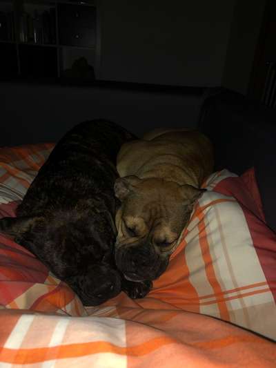 Mehrhundhaltung-Beitrag-Bild