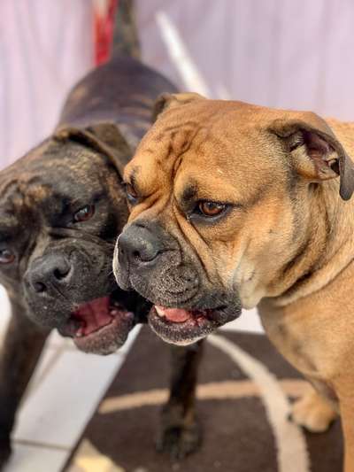 Wurfgeschwister adoptiert- wer hat dies auch? Erfahrungsaustausch-Beitrag-Bild