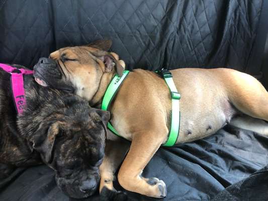 Brachycephale Hunderassen-Beitrag-Bild