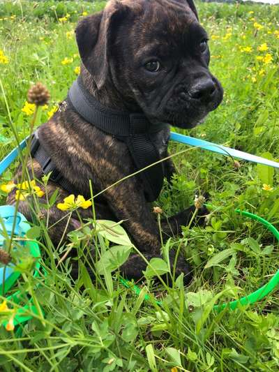 Fotochallange 63: "Dein blühendes Hündchen"-Beitrag-Bild