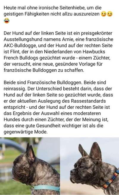 Brachycephale Hunderassen-Beitrag-Bild