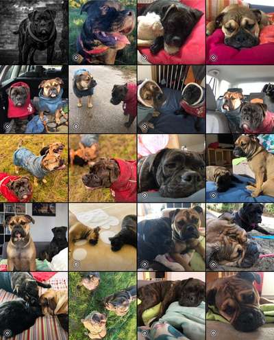 Wurfgeschwister adoptiert- wer hat dies auch? Erfahrungsaustausch-Beitrag-Bild