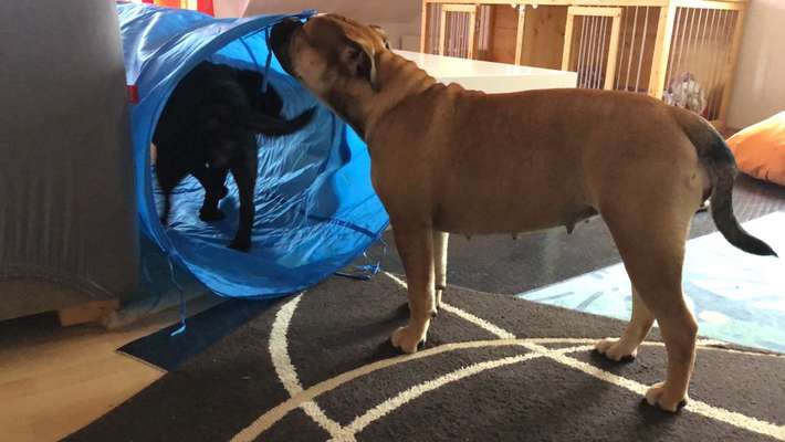 Indoor Beschäftigung-Beitrag-Bild