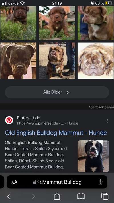 Brachycephale Hunderassen-Beitrag-Bild