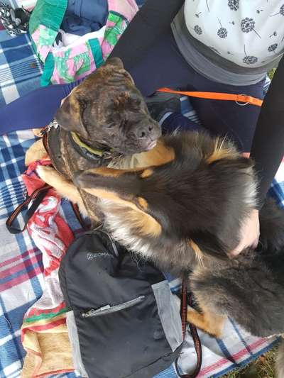 Brachycephale Hunderassen-Beitrag-Bild