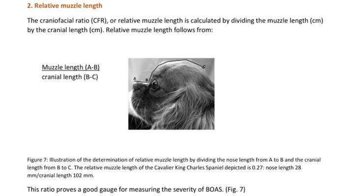 Brachycephale Hunderassen-Beitrag-Bild