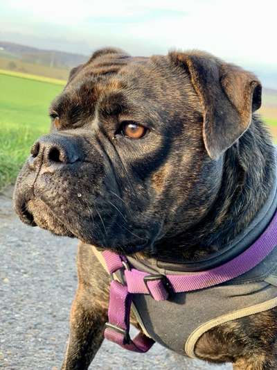 Brachycephale Hunderassen-Beitrag-Bild