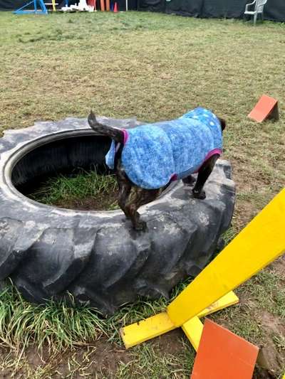 Agility zu zweit-Beitrag-Bild