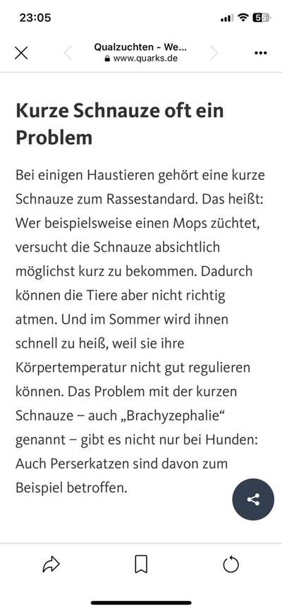 Brachycephale Hunderassen-Beitrag-Bild