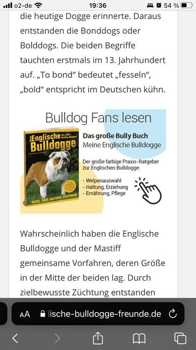 Brachycephale Hunderassen-Beitrag-Bild