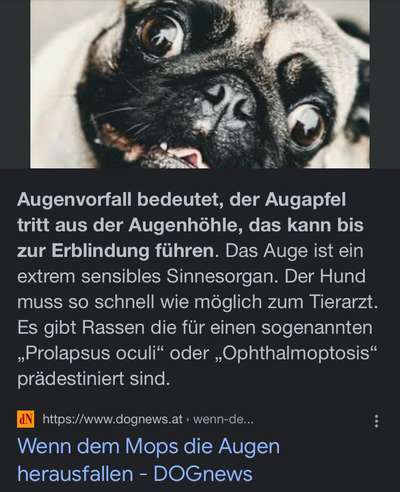 Brachycephale Hunderassen-Beitrag-Bild