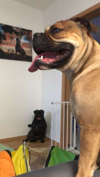 Brachycephale Hunderassen-Beitrag-Bild