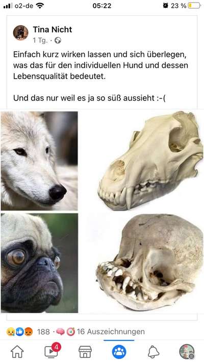 Brachycephale Hunderassen-Beitrag-Bild