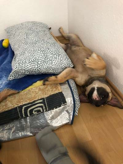 Was können eure Ohren so? ;)-Beitrag-Bild