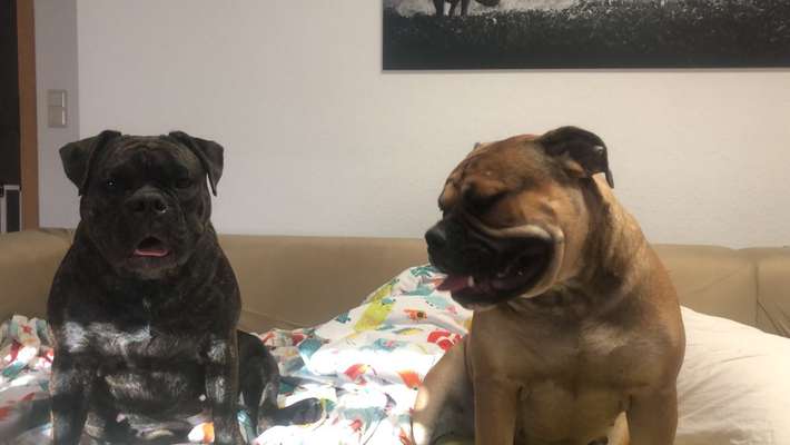 Wurfgeschwister adoptiert- wer hat dies auch? Erfahrungsaustausch-Beitrag-Bild