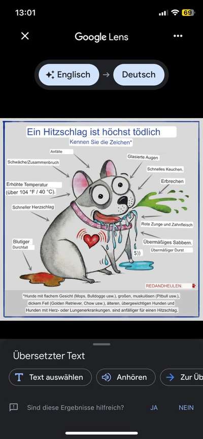 Brachycephale Hunderassen-Beitrag-Bild