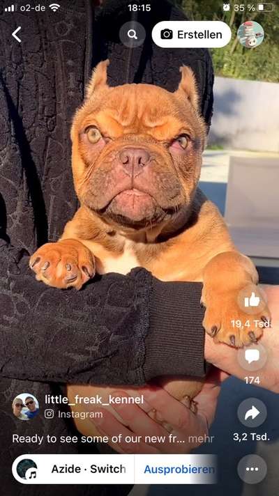 Brachycephale Hunderassen-Beitrag-Bild