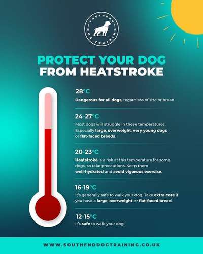 Brachycephale Hunderassen-Beitrag-Bild