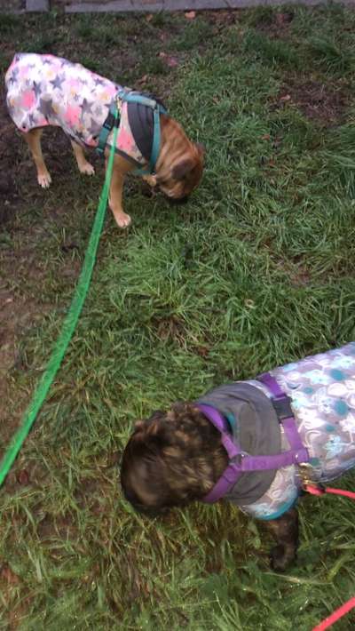 Wurfgeschwister adoptiert- wer hat dies auch? Erfahrungsaustausch-Beitrag-Bild