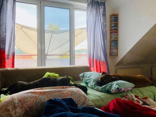 Wurfgeschwister adoptiert- wer hat dies auch? Erfahrungsaustausch-Beitrag-Bild