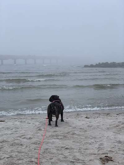 Erfahrungen mit Hund an der Ostsee-Beitrag-Bild