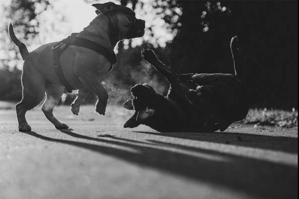 Fotochallenge Nr. 52 „Spring!“-Beitrag-Bild