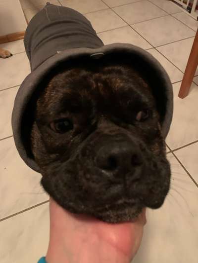 Brachycephale Hunderassen-Beitrag-Bild