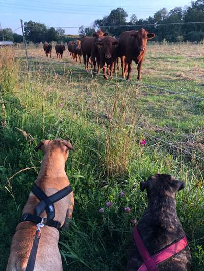 Fotochallenge Nr. 51 "Euer Hund mit anderen Tieren"-Beitrag-Bild