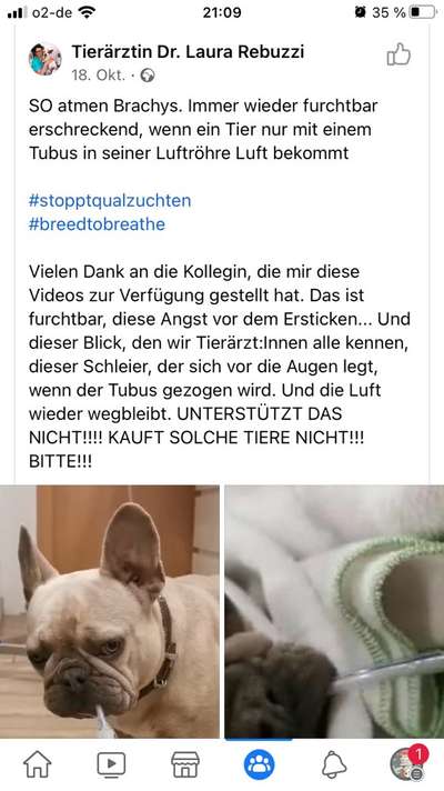 Brachycephale Hunderassen-Beitrag-Bild