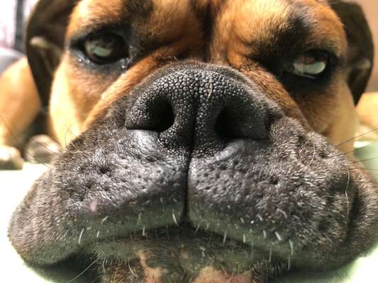 Brachycephale Hunderassen-Beitrag-Bild