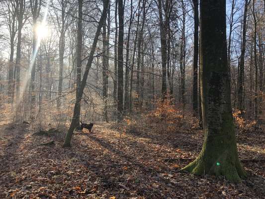 Wald Bild-Beitrag-Bild