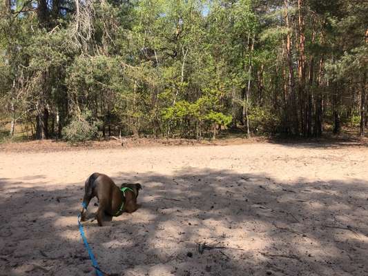 Dogorama Photo Challenge - Tierischer Urlaub-Beitrag-Bild