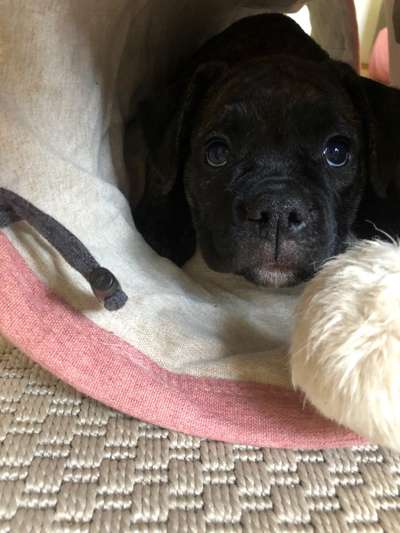 Welpen Bilder !-Beitrag-Bild