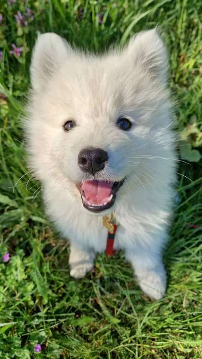 Samojede-Beitrag-Bild