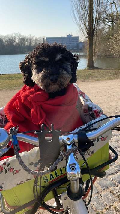 Alles rund um den Pudel-Beitrag-Bild