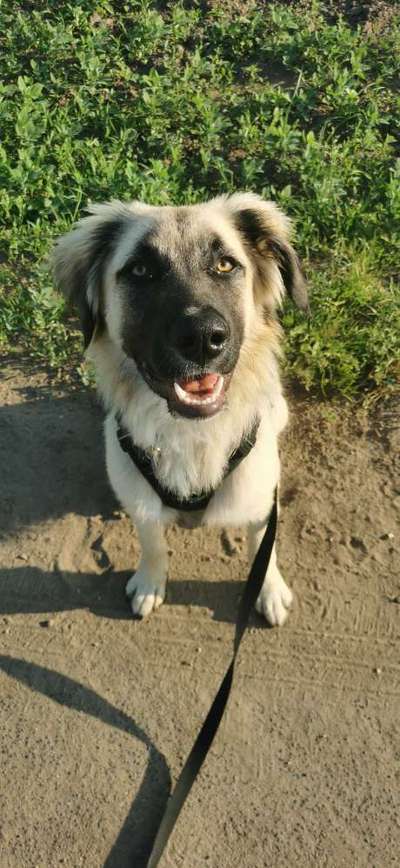 Die Dogorama Monats Challenge "Es grünt und blüht"-Beitrag-Bild