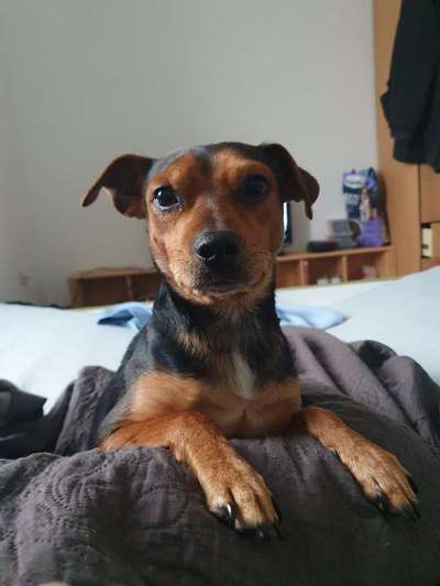Wo sind die Zwergpinscher?-Beitrag-Bild