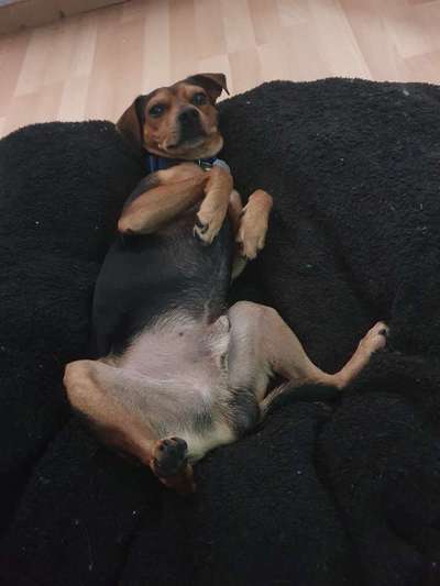 Rehpinscher/ Zwergpinscher-Beitrag-Bild