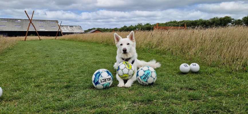 Weißer Schweizer Schäferhund-Beitrag-Bild