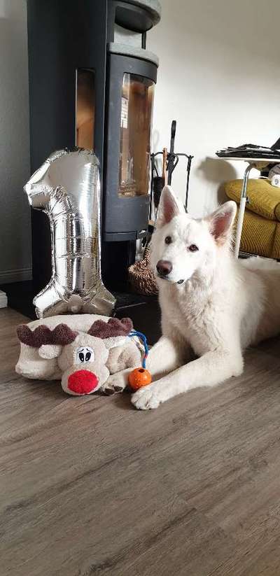 Weißer Schweizer Schäferhund-Beitrag-Bild